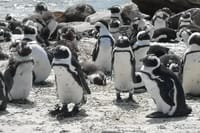African Penguins at Boulders Beach