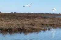 Burano Kayak Eco-Tour Through the Venetian Lagoon 4