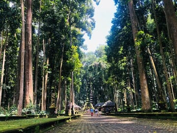Sangeh monkey forest