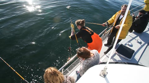 Sea angling from Reykjavík with a barbecue