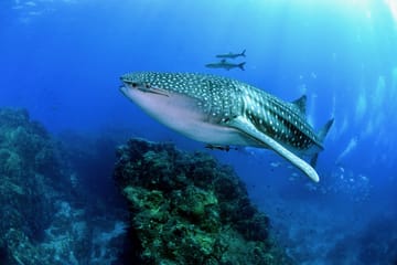 Swim with Whale Sharks in Máncora, Peru - 3.5-Hour Tour