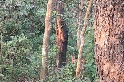 Full Day Jeep Safari in Chitwan National Park