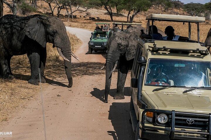 Amboseli National Park Budget Safari with Stunning Mt. Kilimanjaro Views