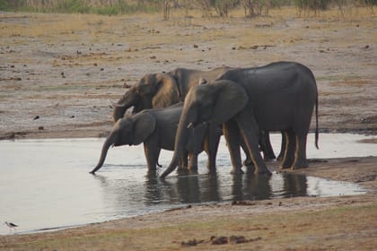 4 days Hwange Safari Game drive Staying at Iganyane Tented camp
