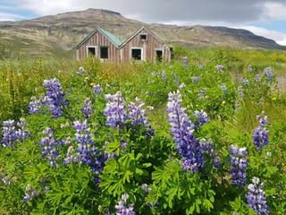Golden Circle Tour with Friðheimar Tomato Farm Experience, photo 7
