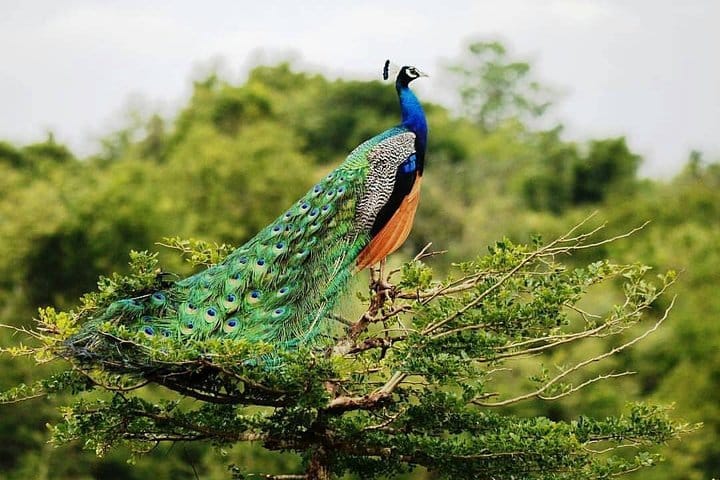 Udawalawe National Park Private Safari