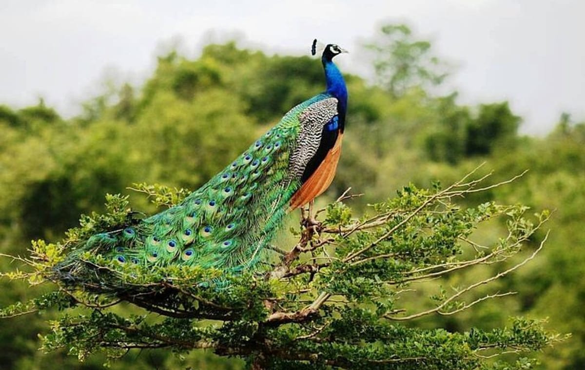 Udawalawe National Park Private Safari