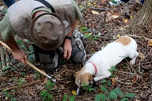 OT Truffle Hunting with Gourmet Truffle Lunch in a Winery of San Gimignano from Florence