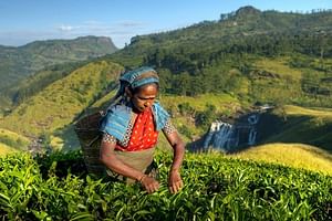 Tea Plantation Tour from Kandy 