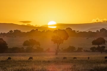 4-Day 3-Night Masai Mara Reserve Only Guided Safari