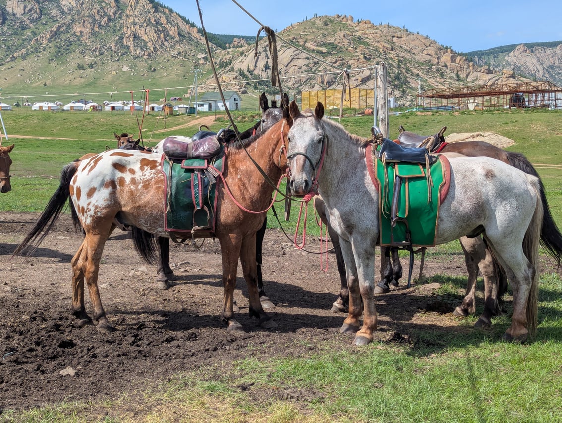 4-Day Authentic Nomadic Family Homestay near the Mini Gobi 8