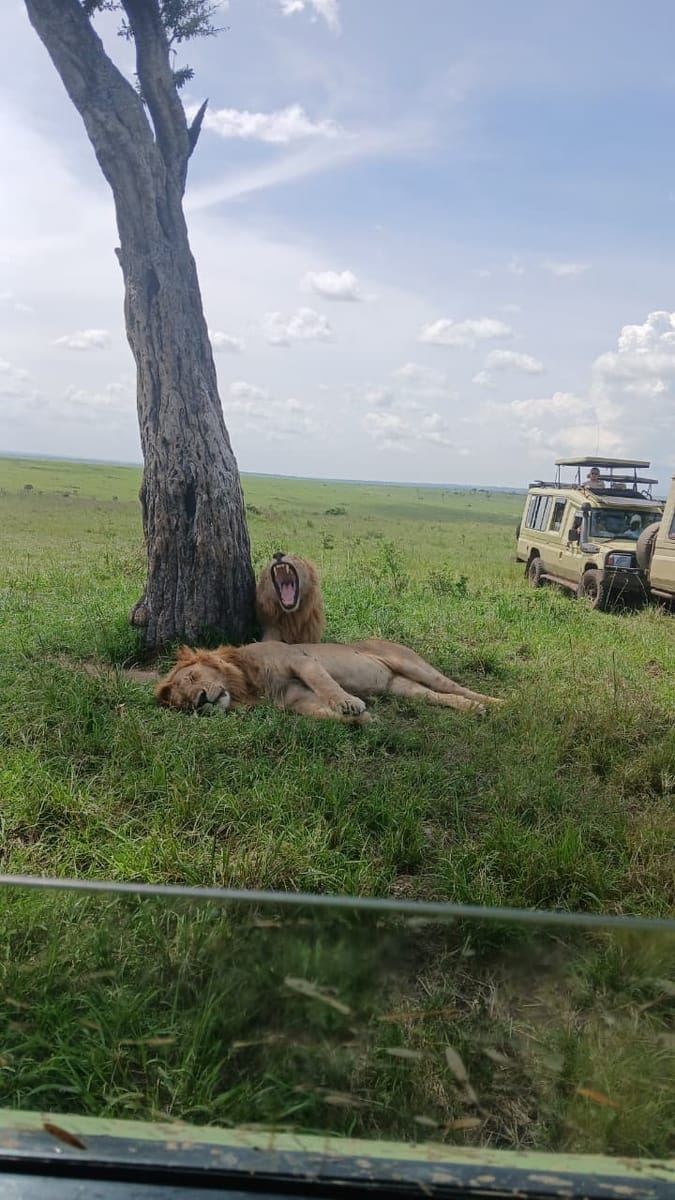 4Days 3Nights Maasai Mara group safari in 4WD From Nairobi