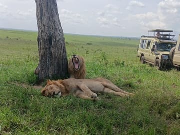 5 Days Maasai Mara,Lake Nakuru And Lake Naivasha