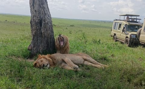 5 Days Maasai Mara,Lake Nakuru And Lake Naivasha