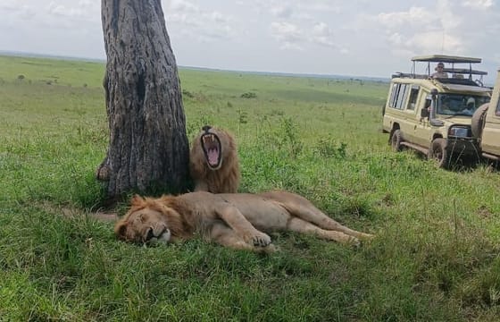 5 Days Maasai Mara,Lake Nakuru And Lake Naivasha