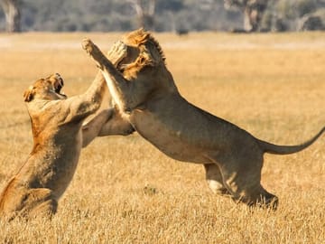 Small Group Safari and Wine Tasting Near Cape Town