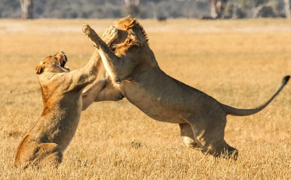 Small Group Safari and Wine Tasting Near Cape Town