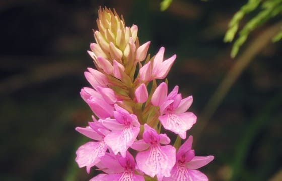 Private Magical Shore Excursion West