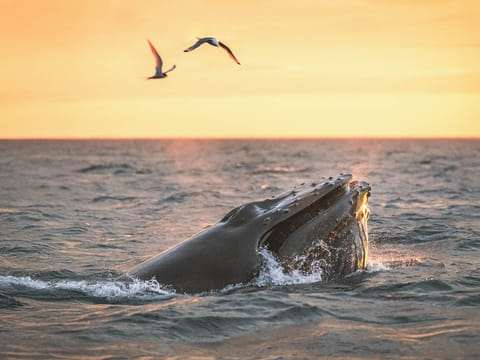 Midnight Sun Whale Watching from Húsavík, photo 5