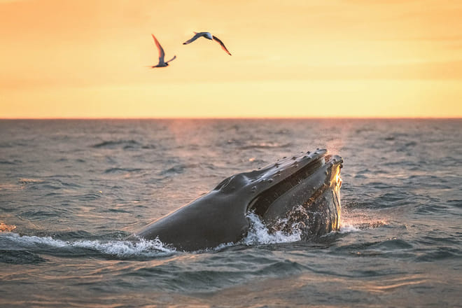 Midnight Sun Whale Watching from Húsavík