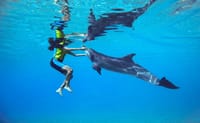 Guests snorkeling and exploring marine life.
