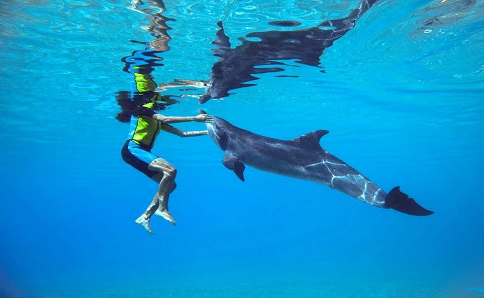 Guests snorkeling and exploring marine life.