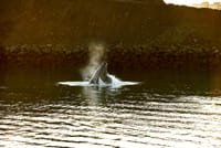 Whale Watching Cruise from Reykjavík 6