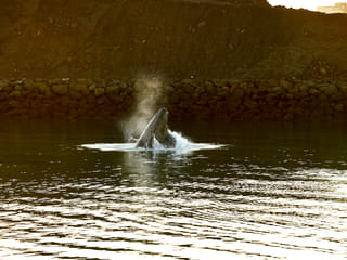 Whale & Marine Adventure Tour, photo 11