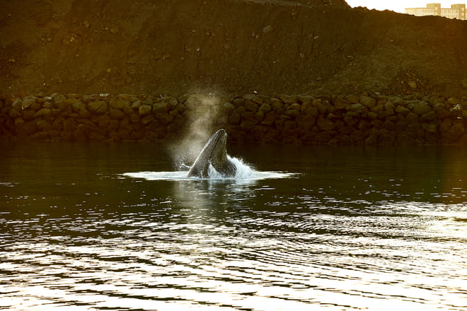 Whale Watching Cruise from Reykjavík 6