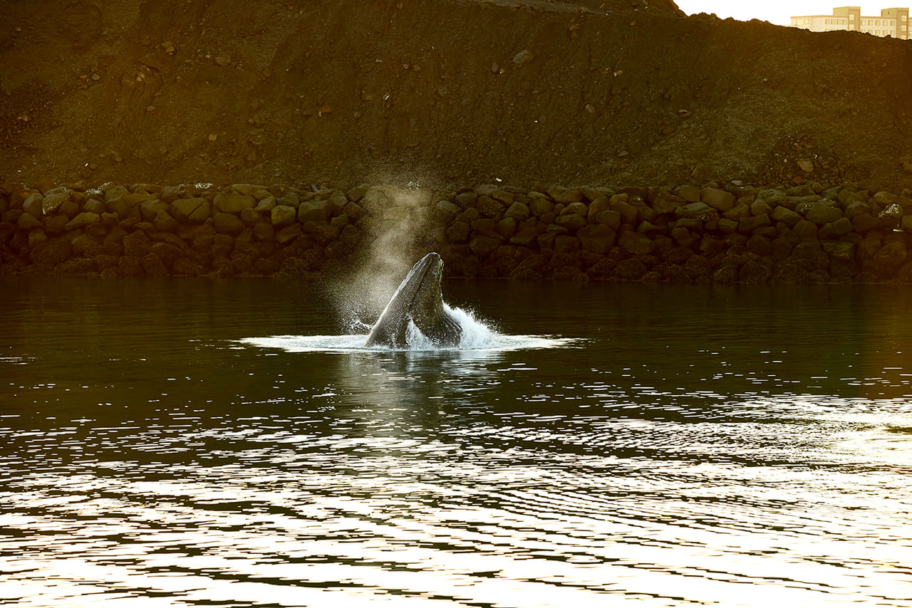 Whale Watching Cruise from Reykjavík 6