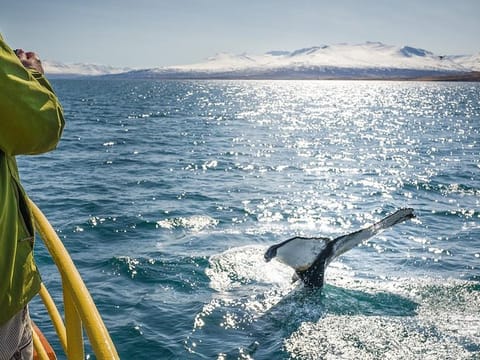 Whale Watching and Sea Angling Tour 