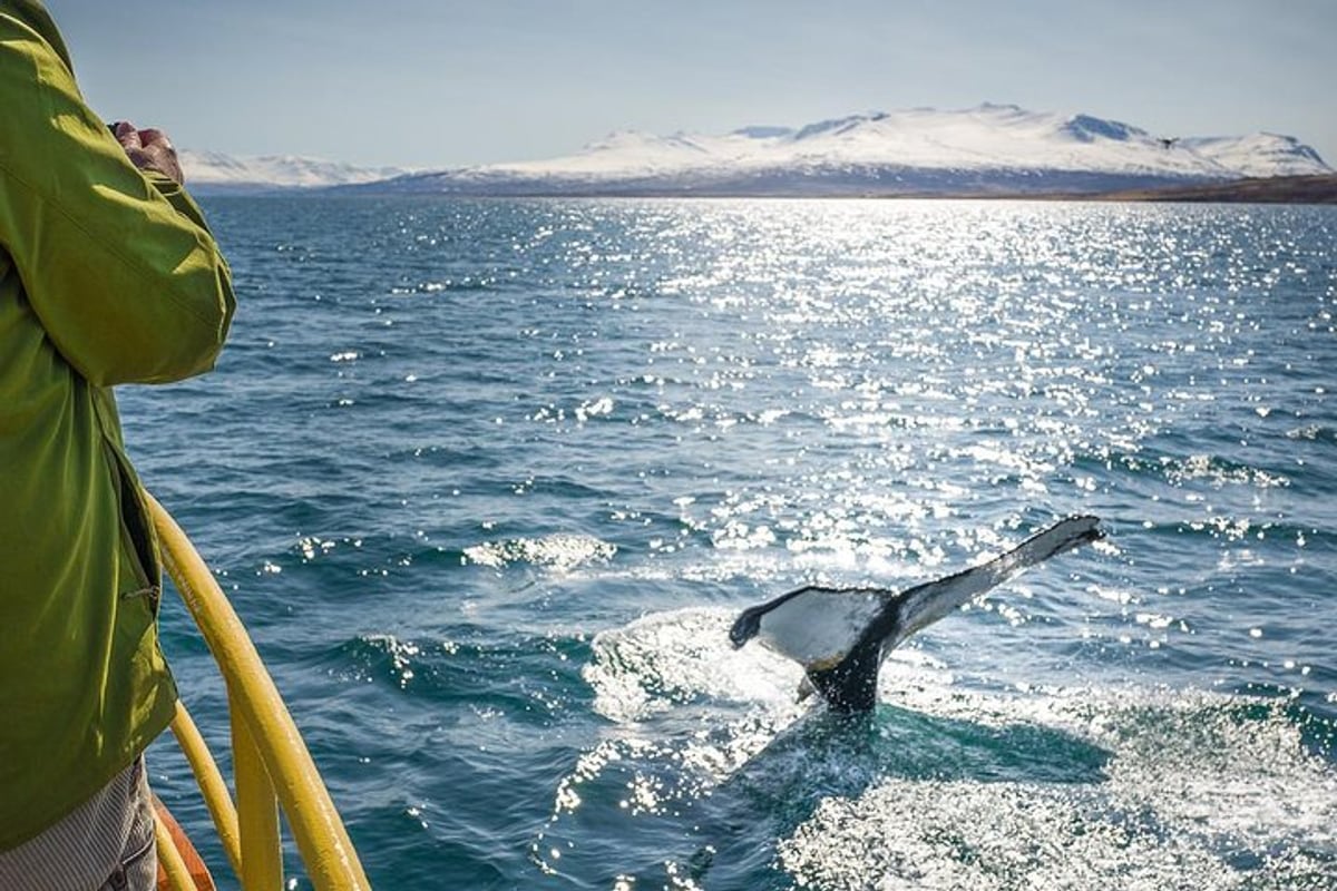Whale Watching & Sea Angling, Iceland