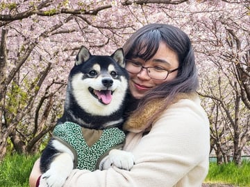 Tokyo Private Cherry Blossom Tour with a Shiba Inu & Shrine Walk