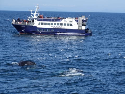 Whale Watching and Marine Life Tour in Faxafloi, photo 4