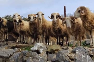 Private Tour-Knossos Palace Zeus Cave&Olive Oil Mill from Elounda