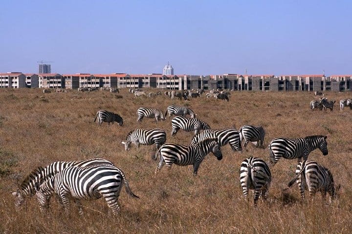 Zebra