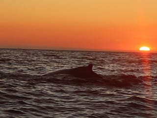 Midnight Sun Whale Watching, photo 7