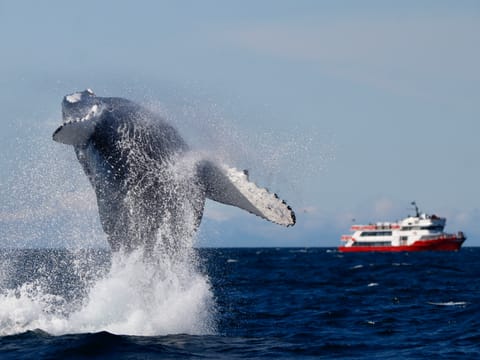 Reykjavík Whales & Puffins, photo 3
