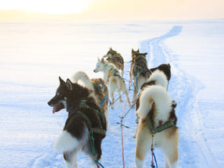 Dog Sledding Near Reykjavik , photo 23