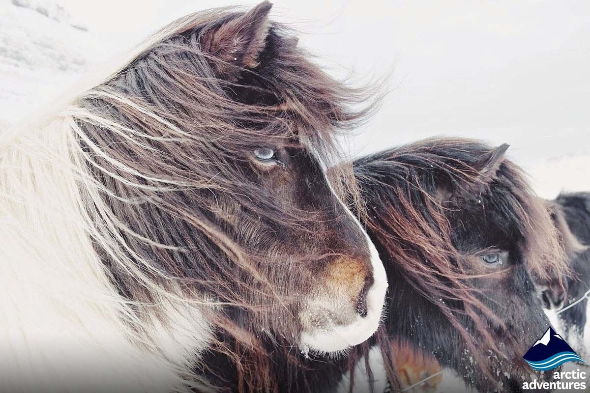 Ponies in Iceland during South coast and northern lights tour
