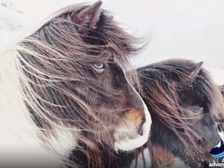 Ponies in Iceland during South coast and northern lights tour