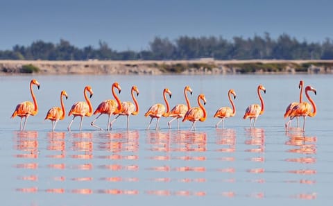 Chichen Itza and Cenote Ik-Kil Private Tour with Rio Lagartos and Las Coloradas