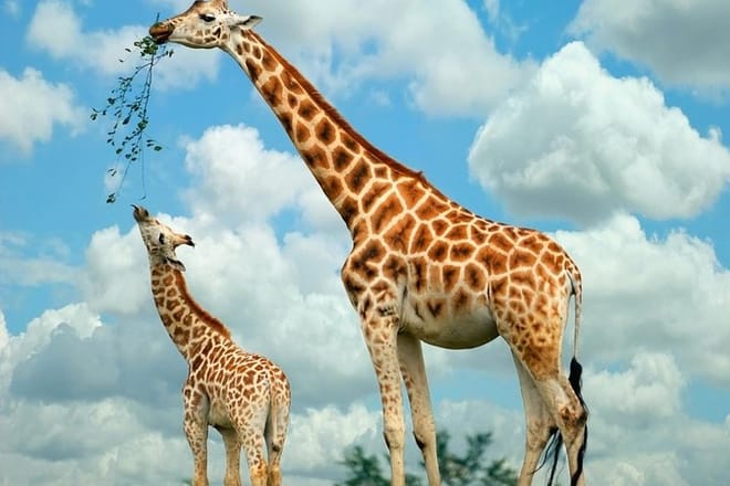 Giraffe Centre
