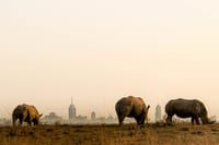 Stand in awe as you encounter rhinos up close during our guided park tours!
