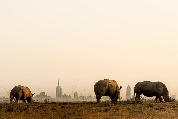 Stand in awe as you encounter rhinos up close during our guided park tours!
