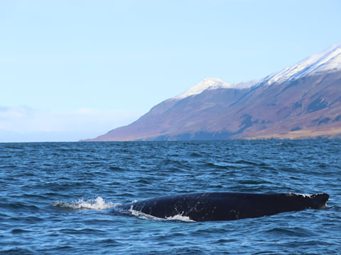 Akureyri Classic Whale Watching, photo 25