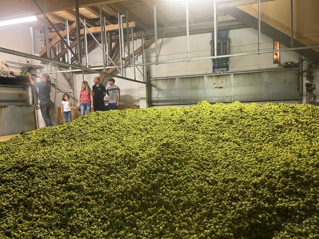 getrockneter Hopfen