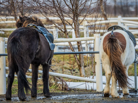 02G - Icelandic Diversity , photo 2