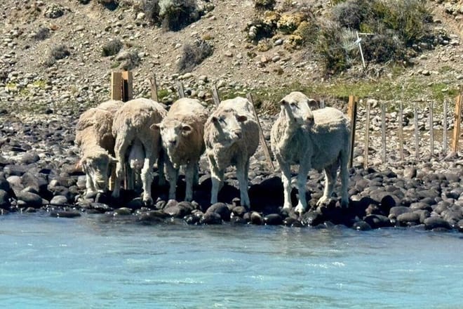 CALAFATE: Santa Cruz River Kayak Tour: Following Darwin’s Route 10