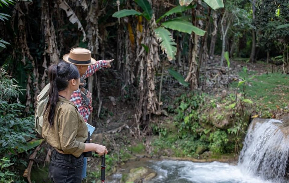 Full-Day Rescued Elephant Walk with Guide Tour in Khaolak